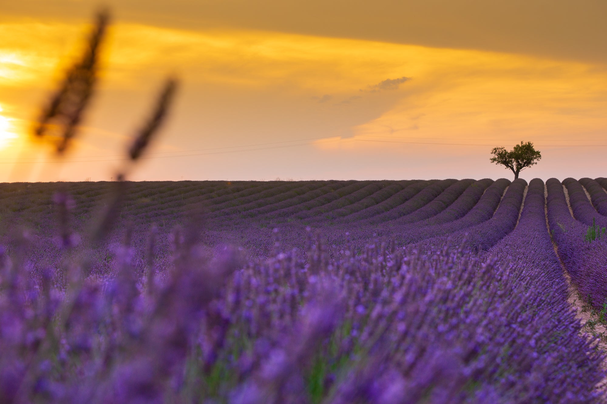 Rows of purple lavender at sunset 